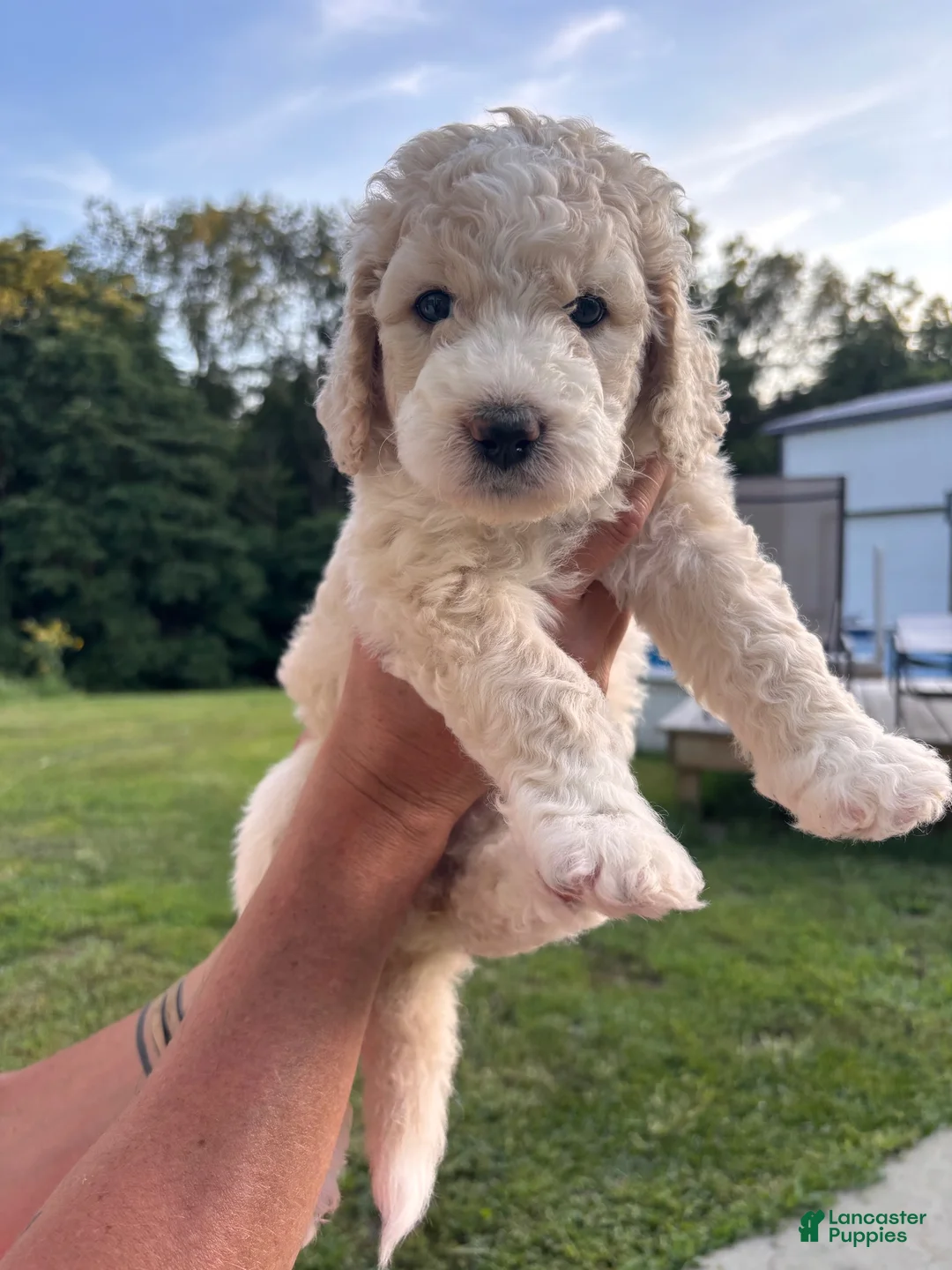 Bernedoodle dogs for sale: Mackey - Ad 1