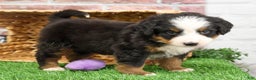Bernese Mountain Dog dogs for sale: Holly  - Ad 10