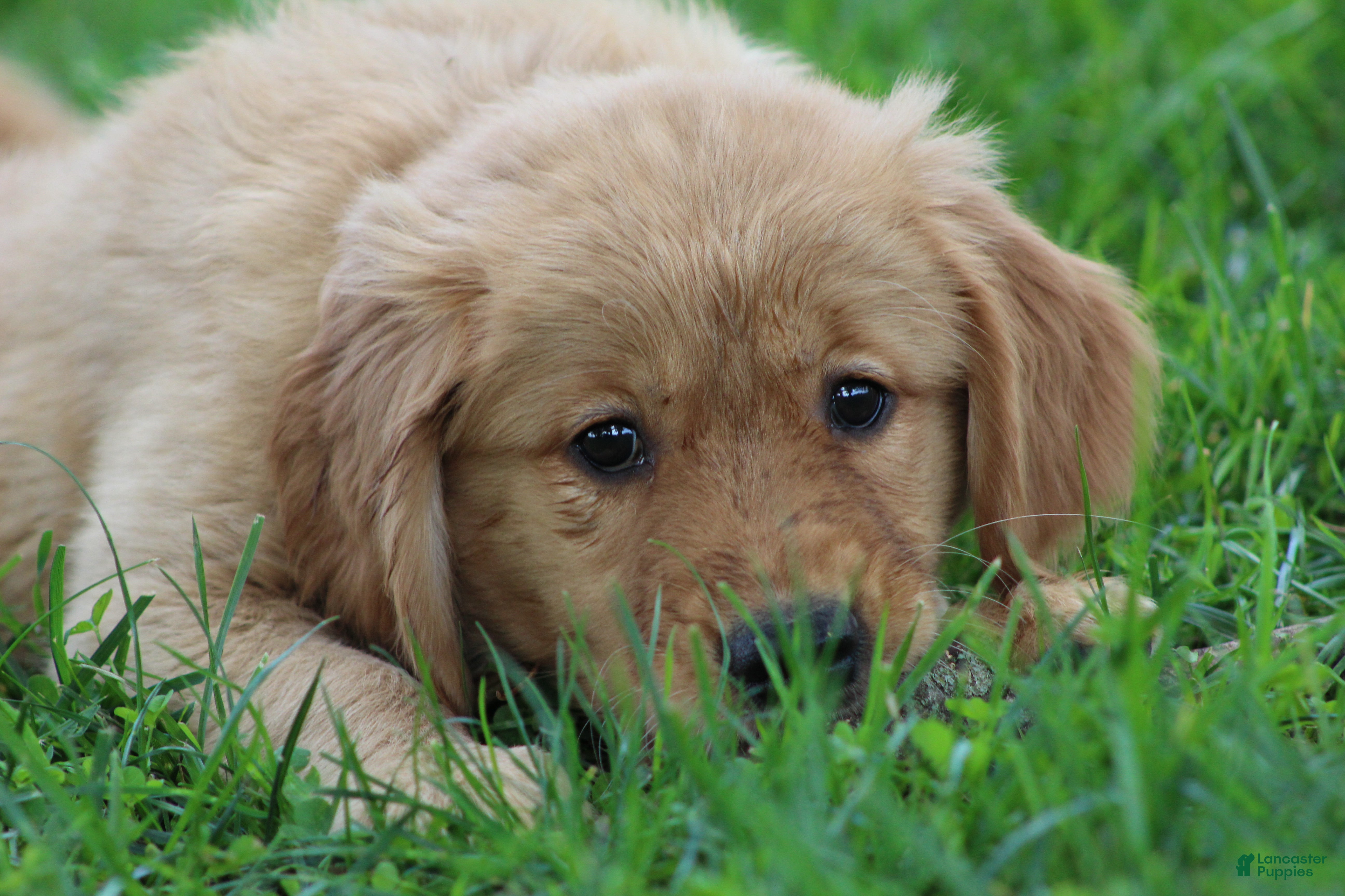 Golden Retriever dogs Lyla - Ad 1