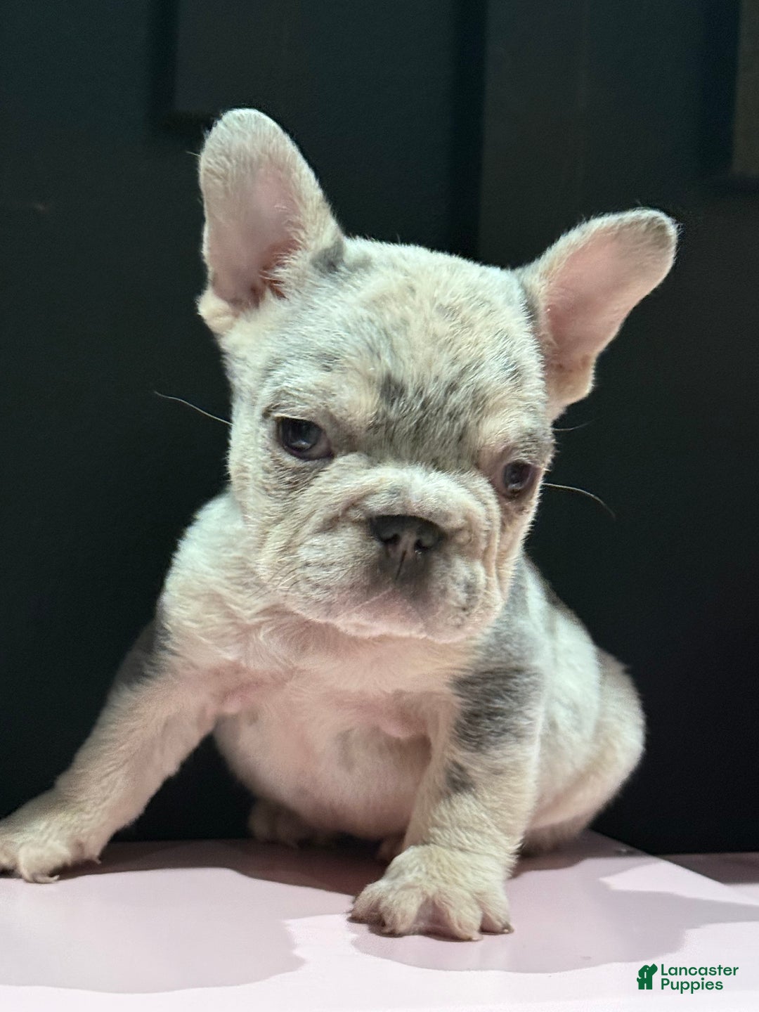 Fawn French Bulldog Puppies Plymouth French Bulldog Sale Plymouth - Main Image