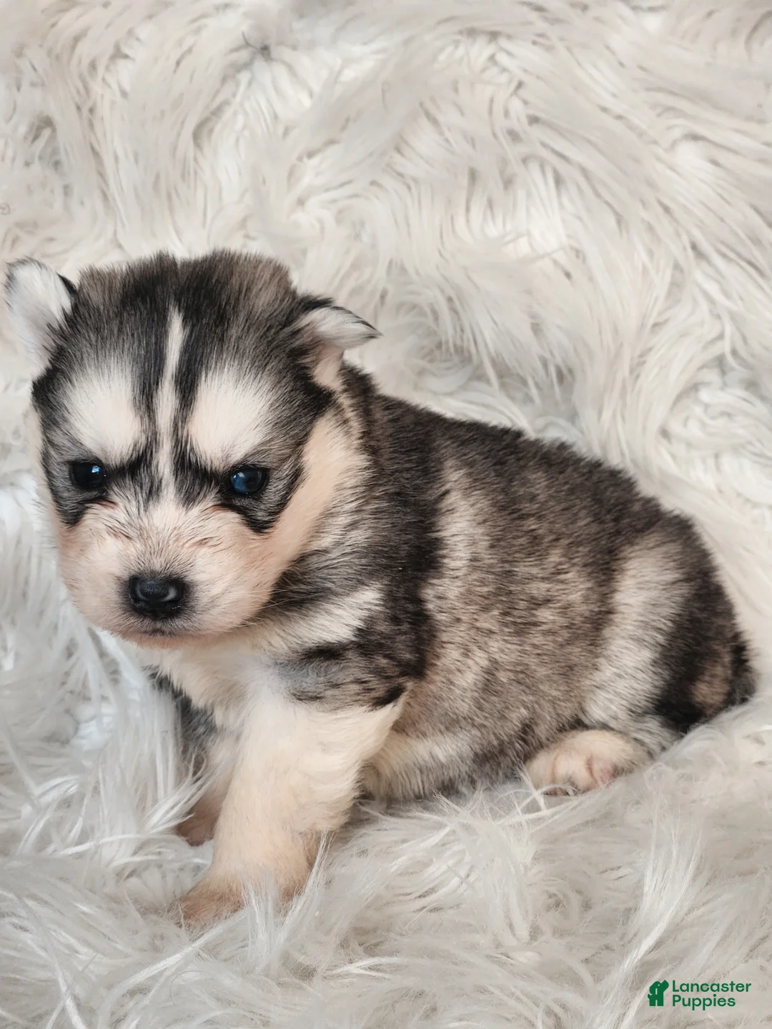 Siberian Husky dogs for sale: River - Ad 5