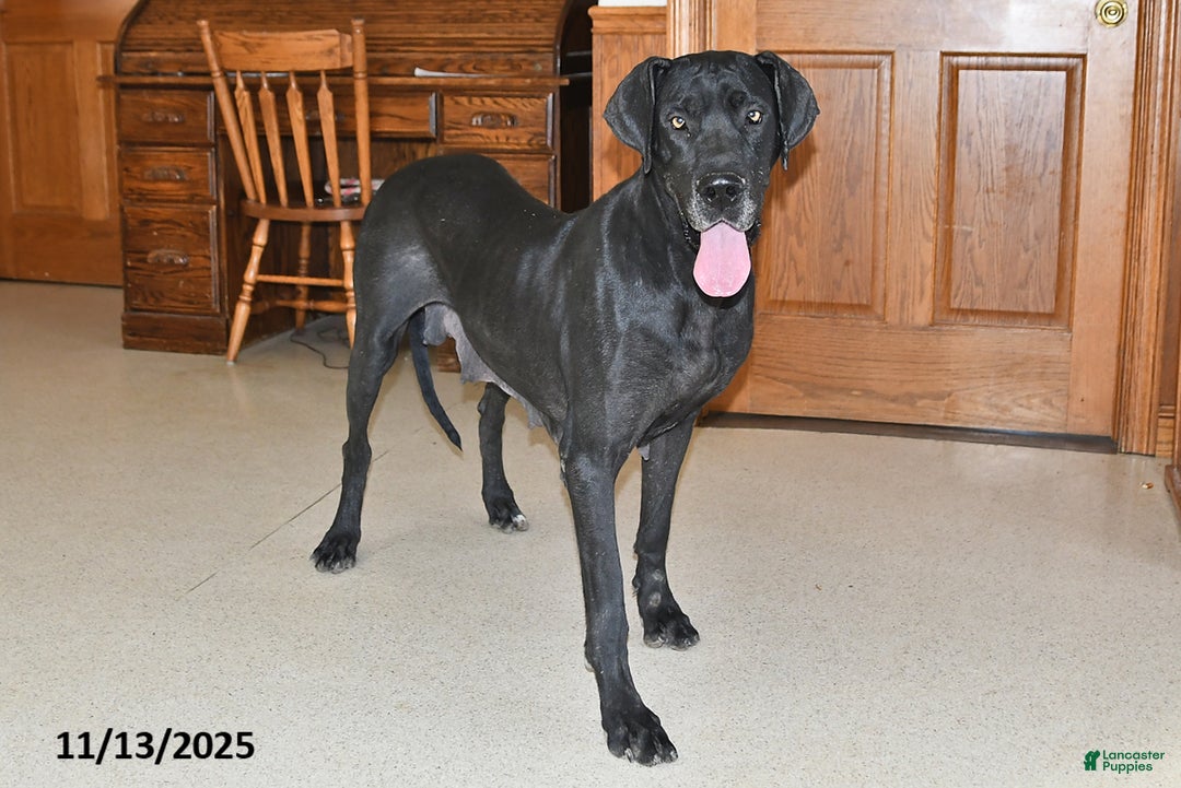 Great Dane dogs for sale: Explorer - Ad 4