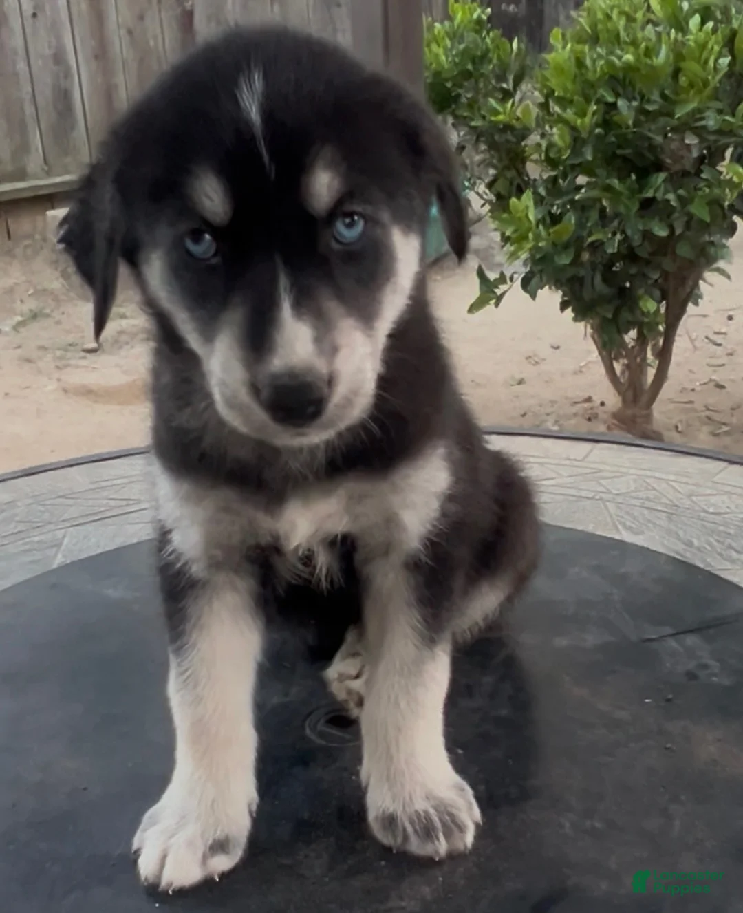 Goberian dogs for sale: Goberian Puppy 2 (Pink) - Ad 2