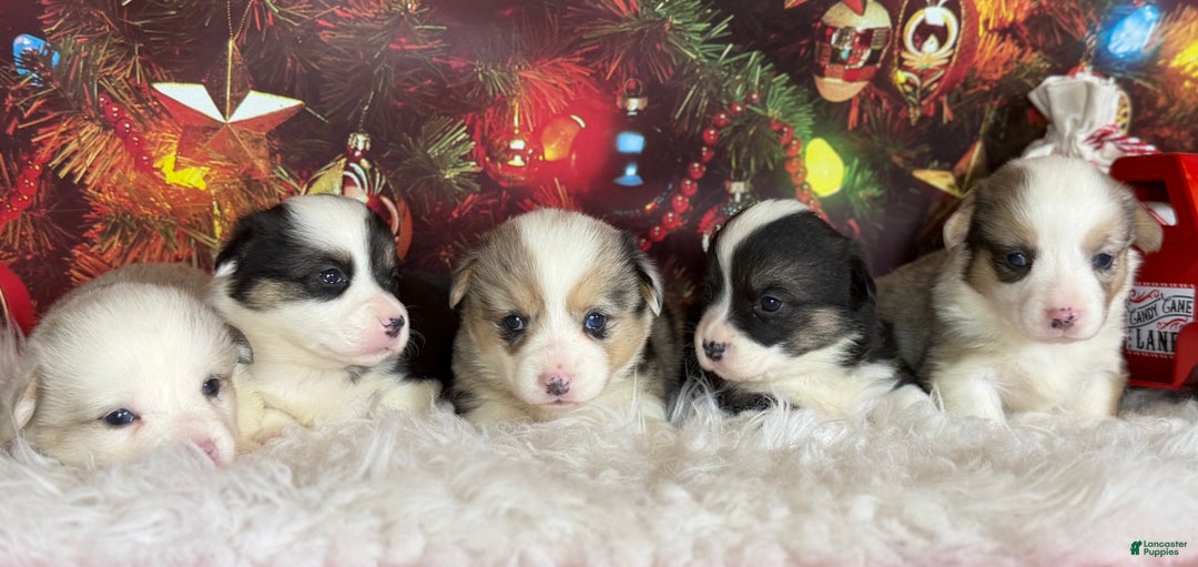 Welsh Corgi Pembroke dogs for sale: Aca twinkle DNA clear full tail fluffy/ Bluie carrier  - Ad 7