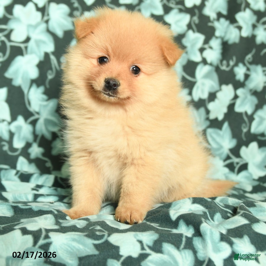 Pomeranian dogs Valentine - Ad 2