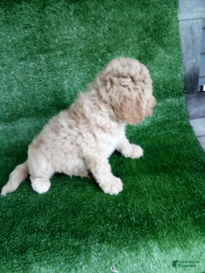 Goldendoodle dogs Hope - Ad 2