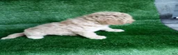 Goldendoodle dogs for sale: Hope - Ad 2
