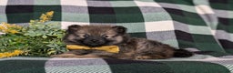 Pomeranian dogs for sale: Kegan - Ad 12