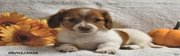 Miniature Dachshund dogs for sale: Macey  - Ad 3