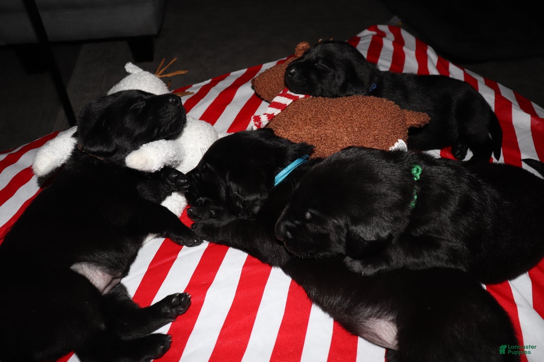 Labrador Retriever dogs for sale: Reese - Ad 10