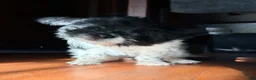 Pomapoo dogs for sale: Booger - Ad 3