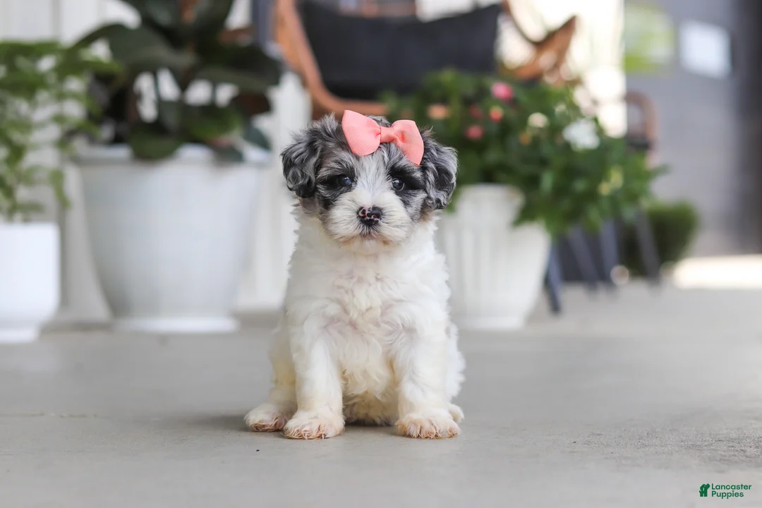 Havapoo dogs for sale: Cuddles  - Ad 1