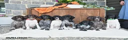 German Shorthaired Pointer dogs for sale: Mack  - Ad 5