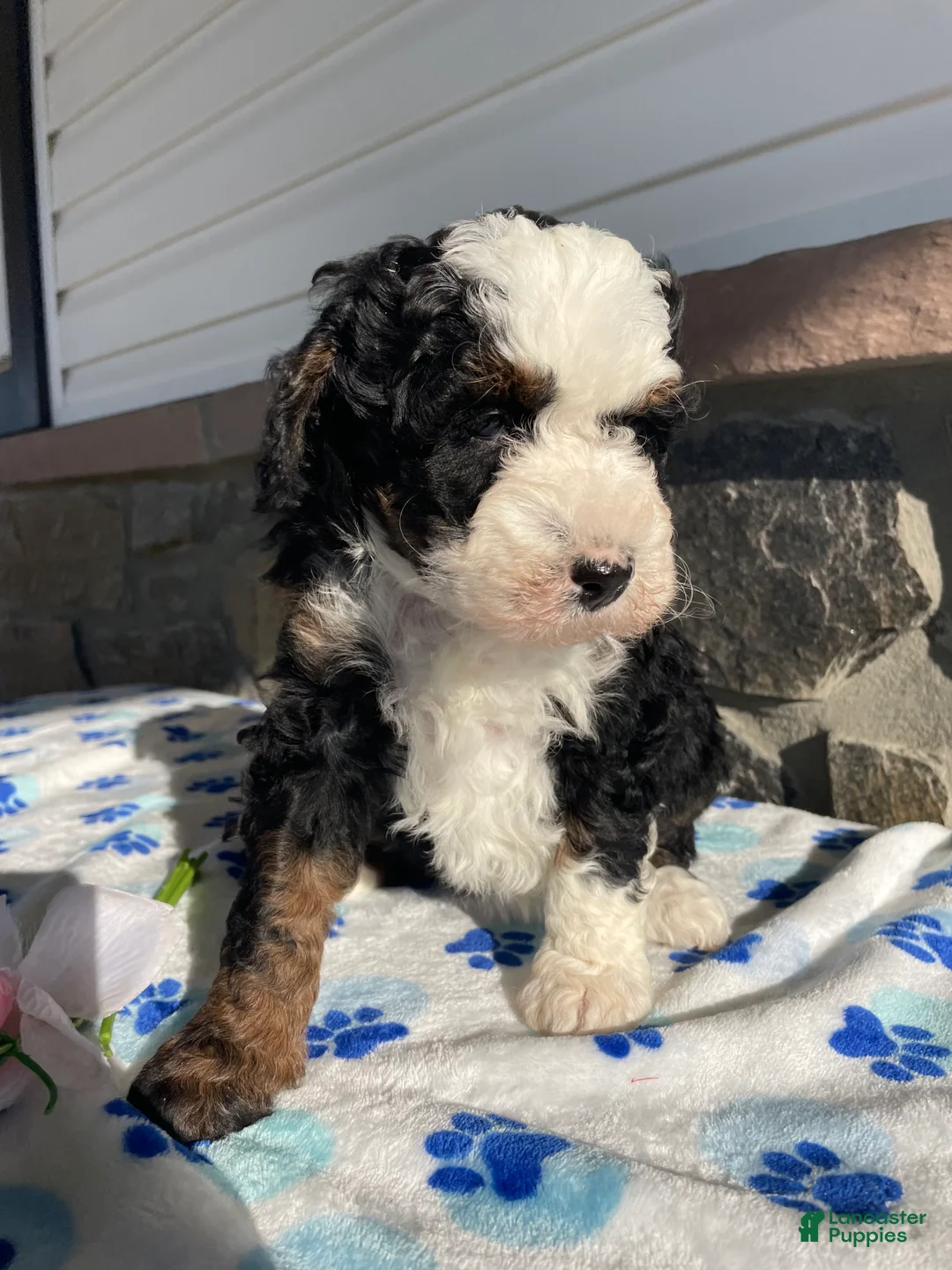 Mini Bernedoodle dogs for sale: Clover - Ad 4