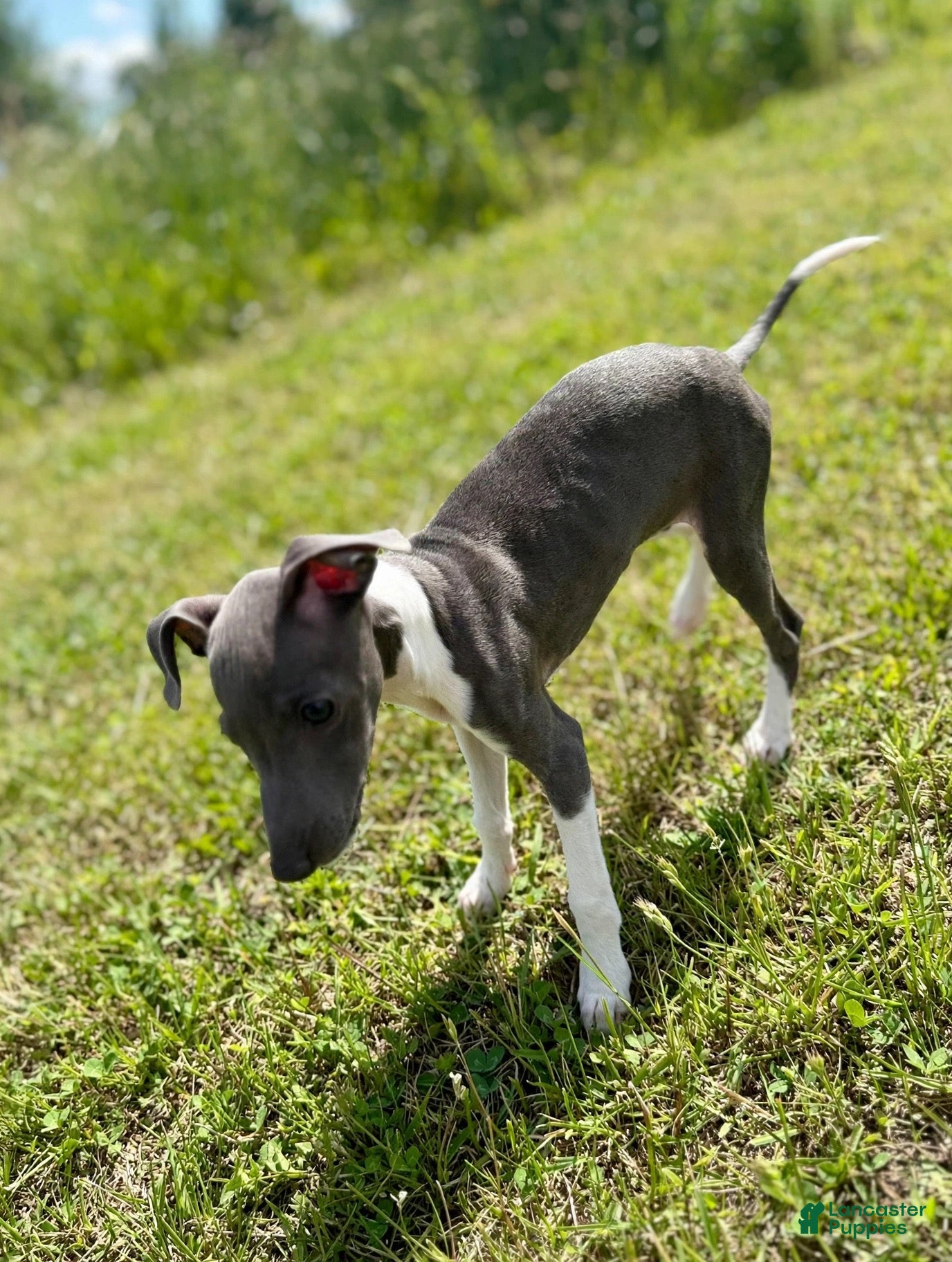 Italian Greyhound dogs for sale: Bean - Ad 33