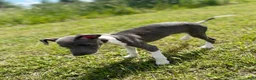 Italian Greyhound dogs for sale: Bean - Ad 1
