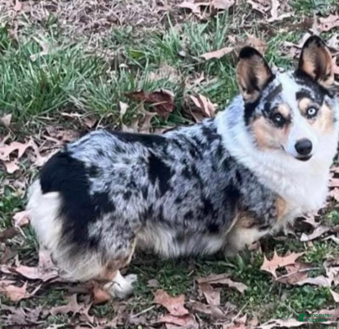 Gallery Image {{count}}