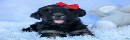 Shorkie dogs for sale: SAMMY - Ad 12