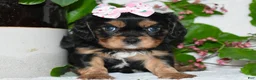 Cavalier King Charles Spaniel dogs for sale: Cavalier King Charles Spaniel 3 - Ad 8