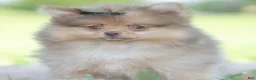 Pomeranian dogs for sale: Gio - Ad 2