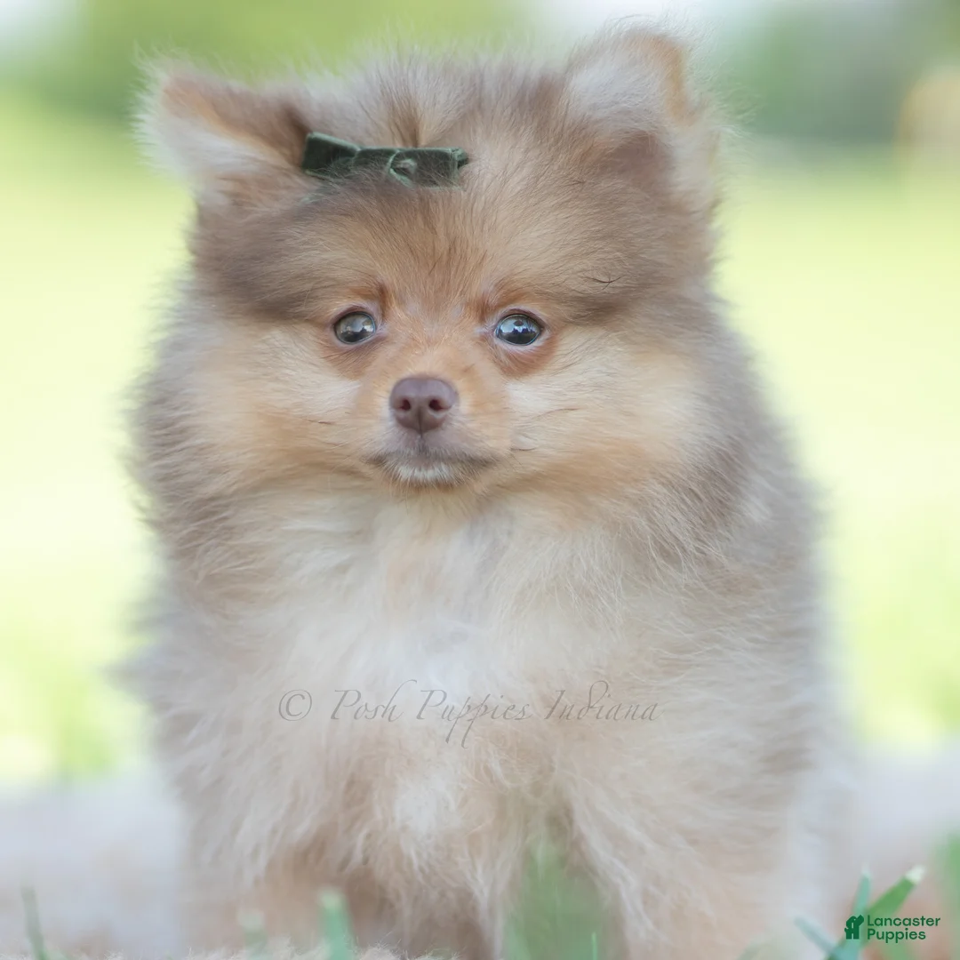 Pomeranian dogs for sale: Gio - Ad 2