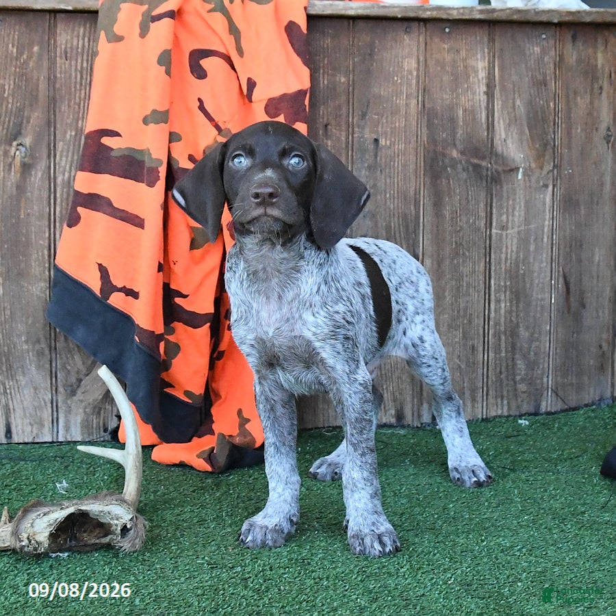 German Shorthaired Pointer dogs Ruger - Ad 1