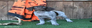 Ruger