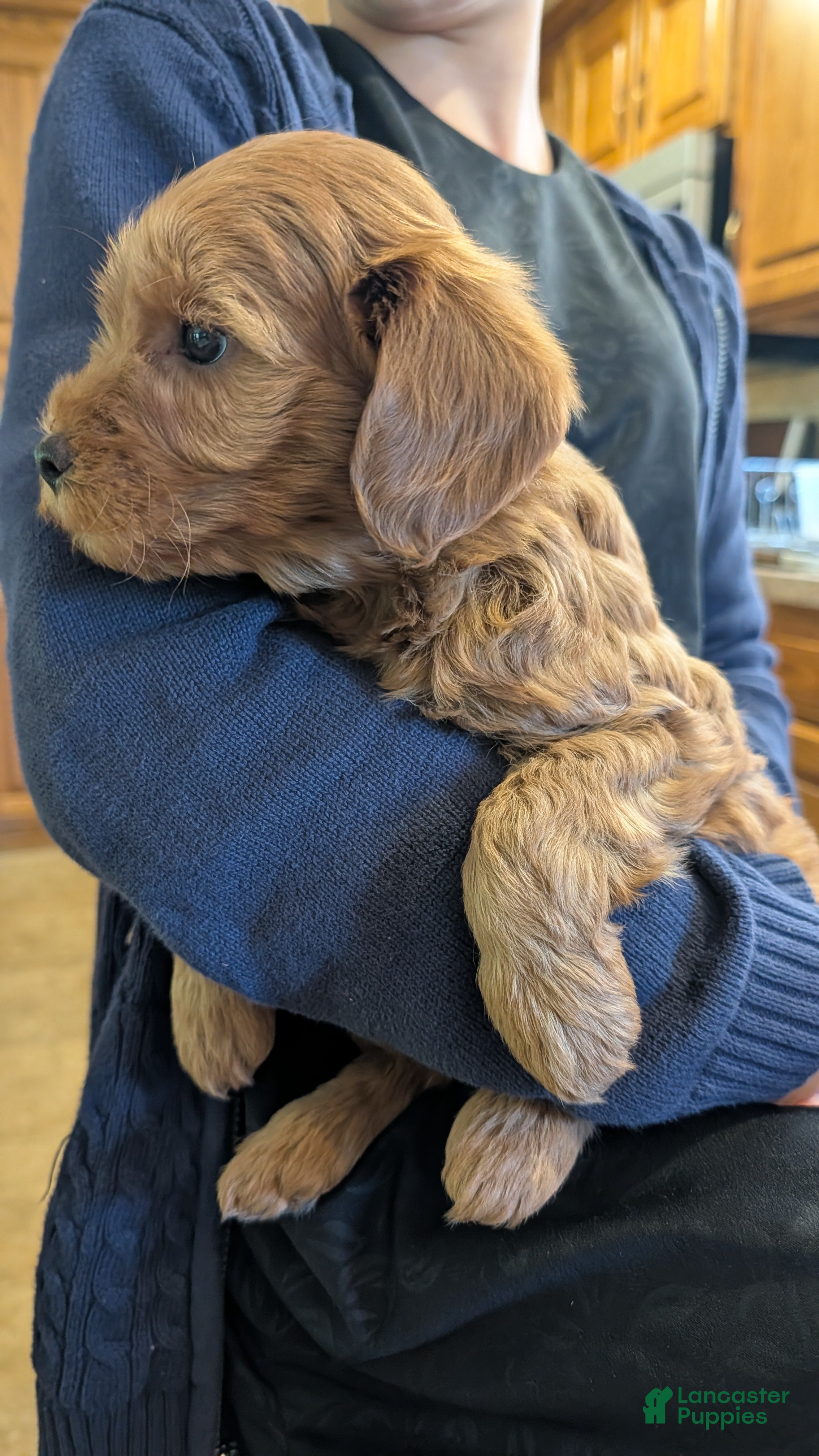 Mini Goldendoodle dogs Duke - Ad 2