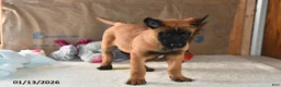 Belgian Malinois dogs for sale: Bruno - Ad 13