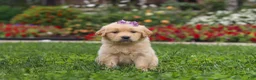 Golden Retriever dogs for sale: Becky - Ad 5
