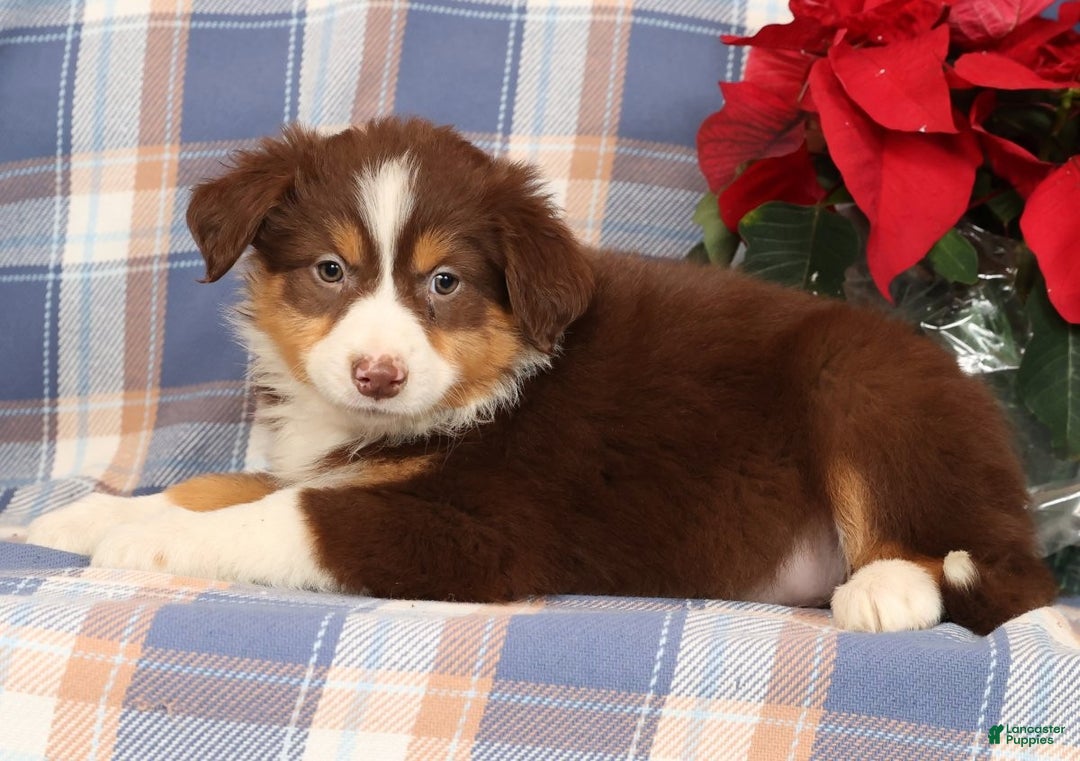 Australian Shepherd dogs for sale: Silver - Ad 3