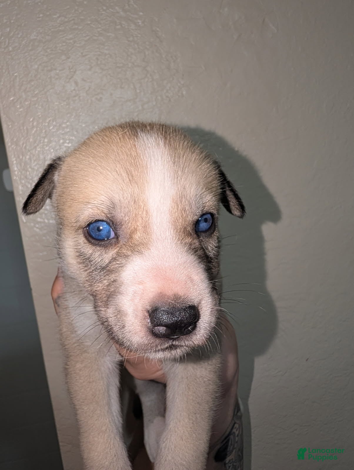 Pitsky dogs Celia - Ad 2