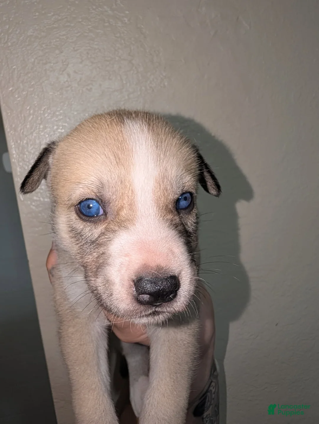 Pitsky dogs for sale: Celia - Ad 2