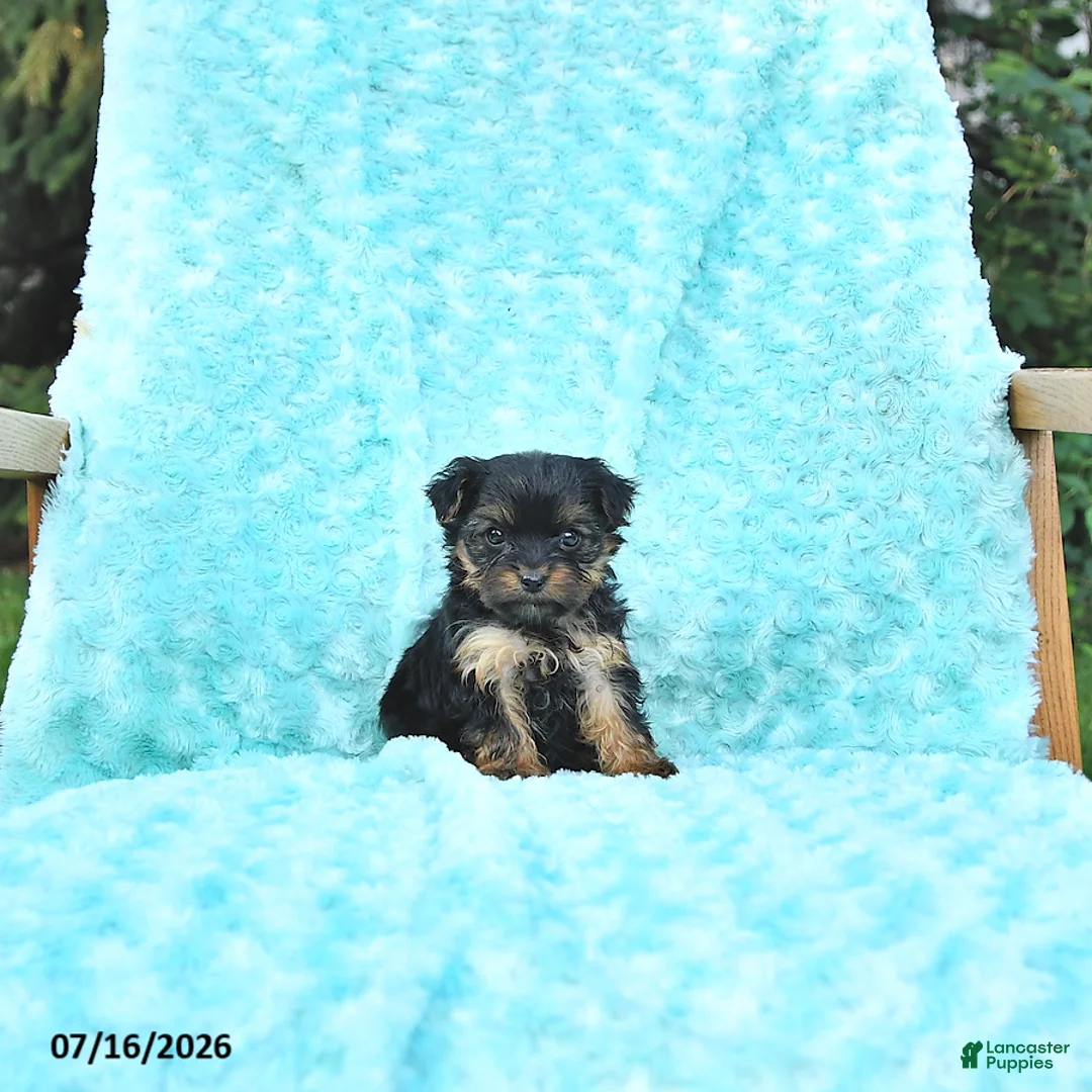 Yorkshire Terrier dogs for sale: Gracie - Ad 3