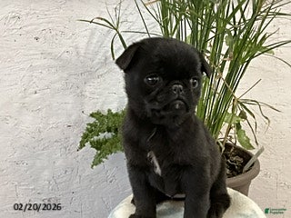 Pug dogs Cooper - Ad 2