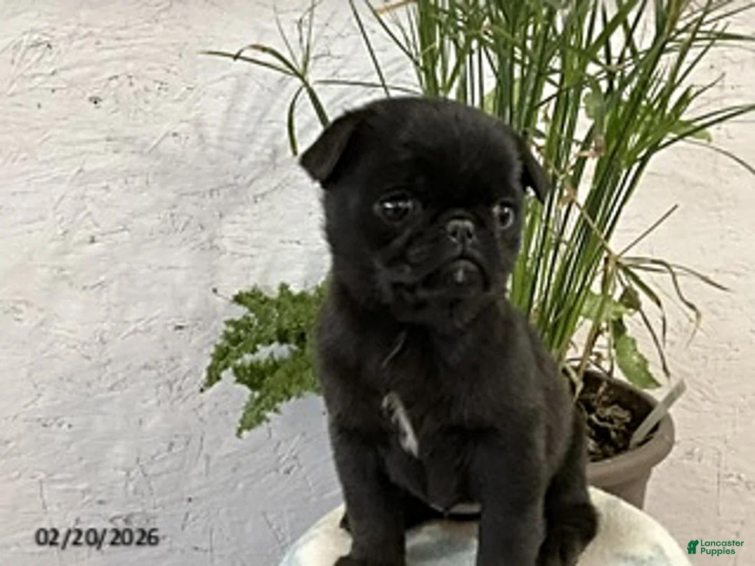 Pug dogs for sale: Cooper - Ad 2