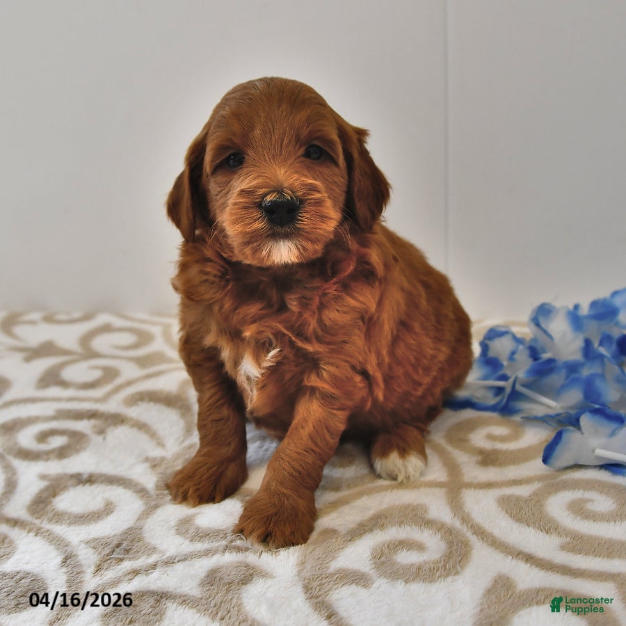 Mini Goldendoodle dogs Ranger - Ad 1