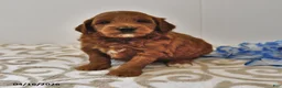 Mini Goldendoodle dogs for sale: Ranger - Ad 6