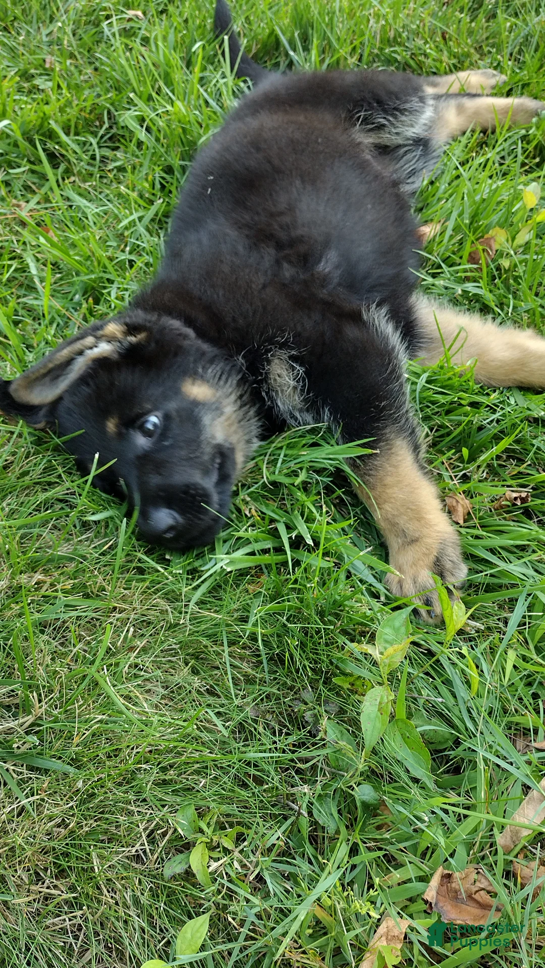 German Shepherd dogs for sale: Maximus  - Ad 2