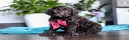 Portuguese Water Dog dogs for sale: Teddy - Ad 3