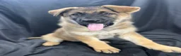 German Shepherd dogs for sale: Bella - Ad 4