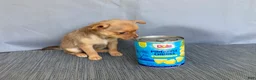 Chihuahua dogs for sale: Ruby - Ad 5