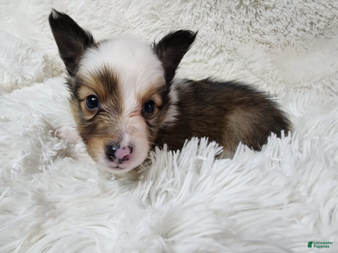 Shetland Sheepdog dogs for sale: Magnus - Ad 2