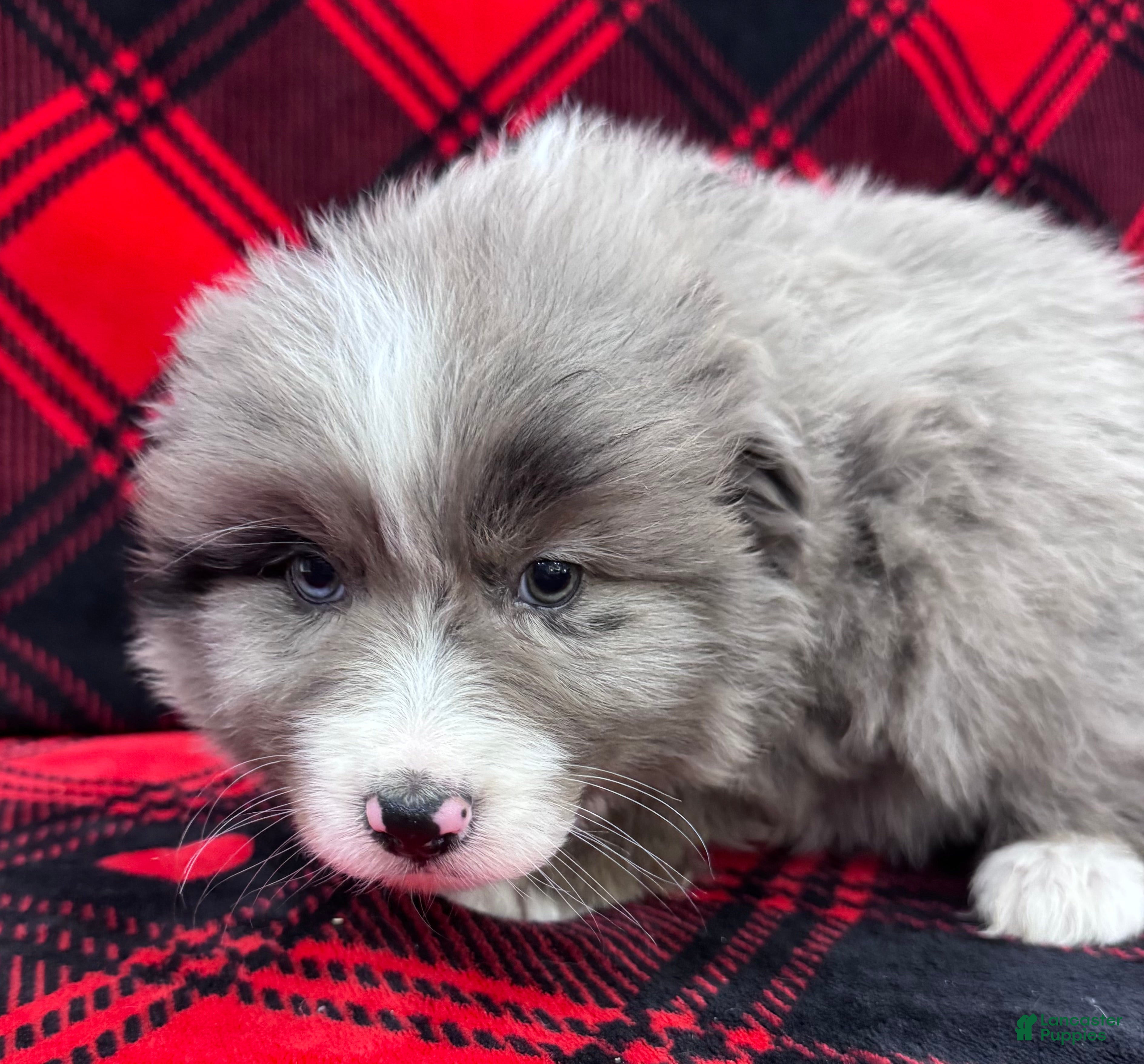 Australian Shepherd dogs Standard Australian Shepherd Puppy - Lime Green Collar - Ad 2