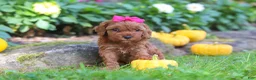 Cockapoo dogs for sale: Goldie - Ad 5