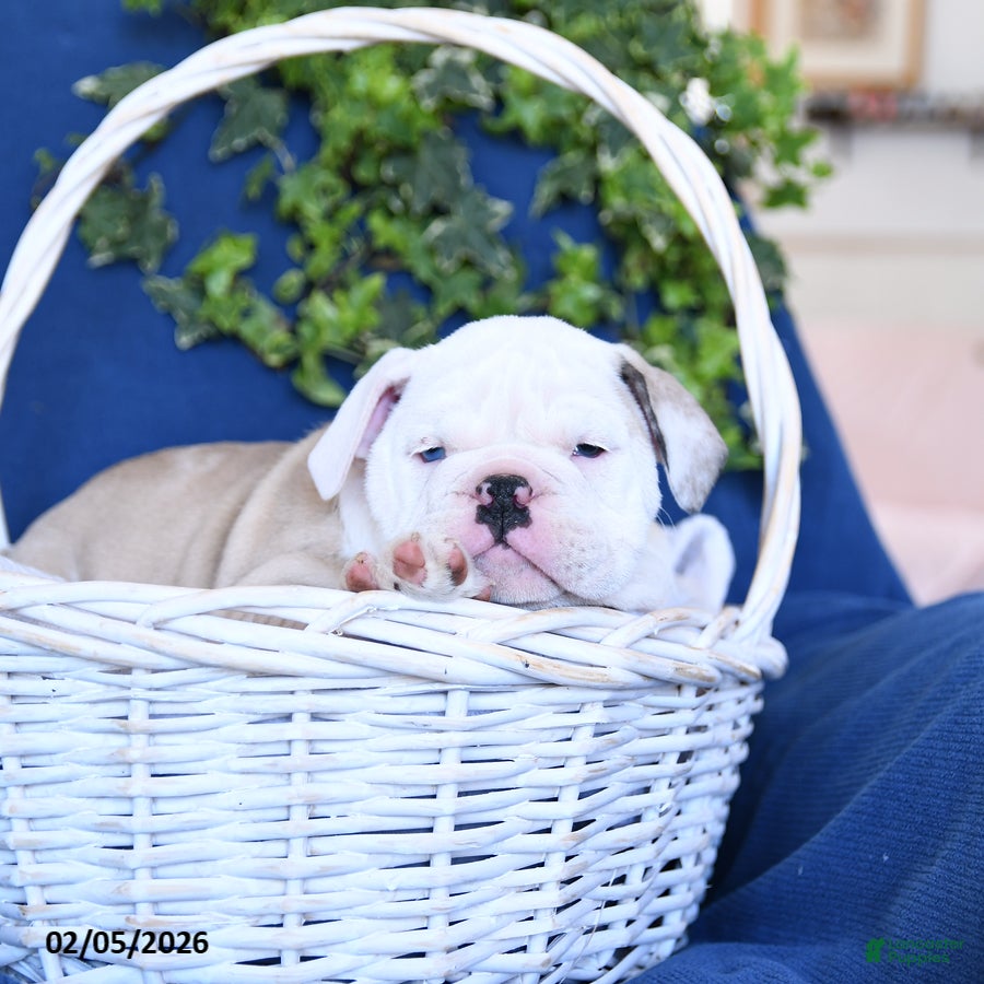 English Bulldog dogs King - Ad 2