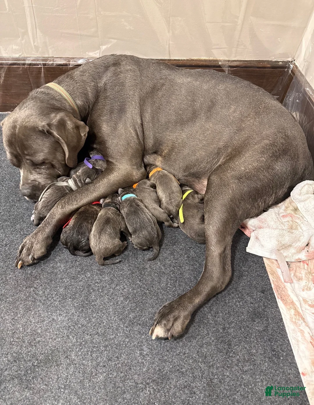 Cane Corso dogs for sale: Cane Corso Puppy 4 - Ad 5