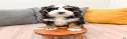 Mini Bernedoodle dogs for sale: Ranger - Ad 8