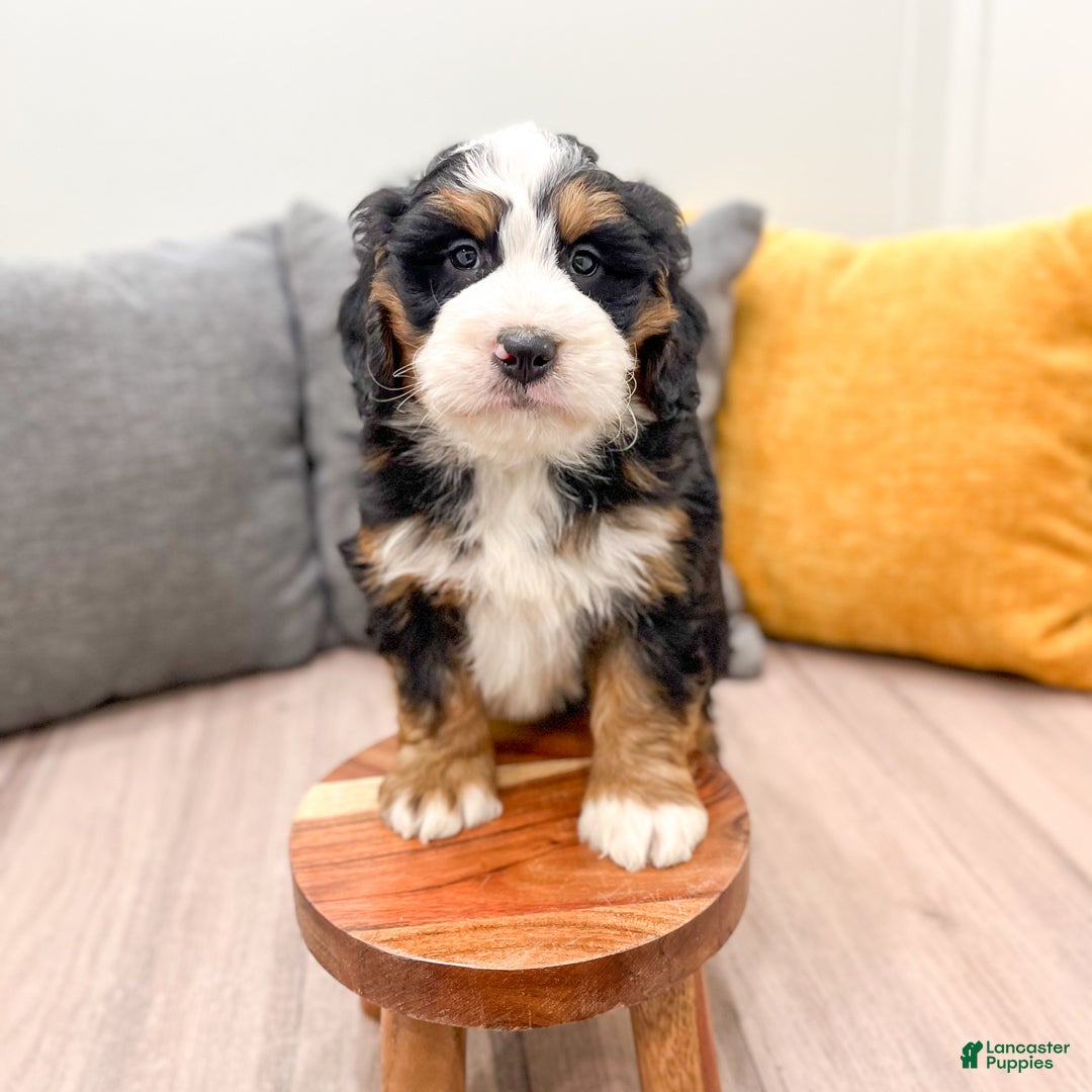 Mini Bernedoodle dogs for sale: Ranger - Ad 8