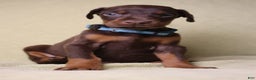 Doberman Pinscher dogs for sale: Hunter - Ad 7
